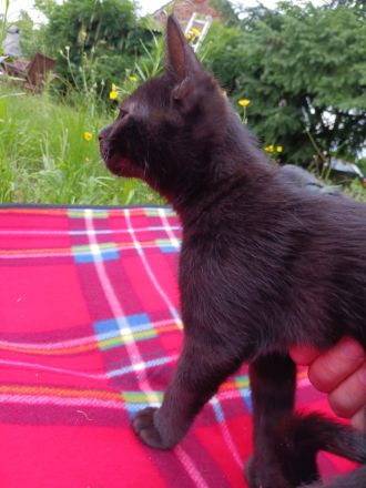 Süße 4 Katzenbabys abzugeben