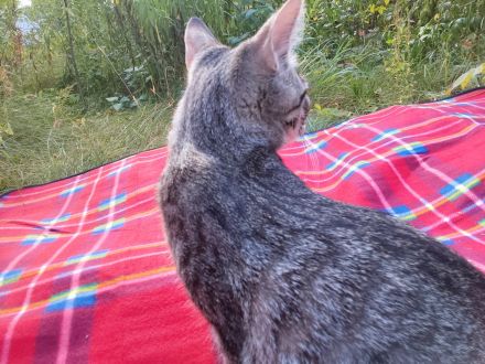 Süße 4 Katzenbabys abzugeben