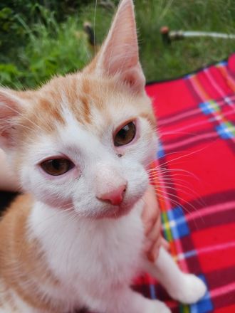 Süße 4 Katzenbabys abzugeben