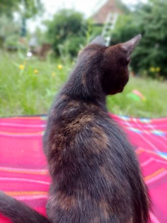 Süße 4 Katzenbabys abzugeben