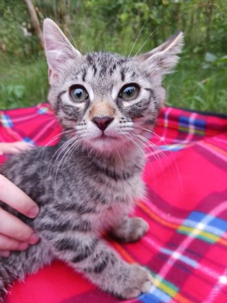 Süße 4 Katzenbabys abzugeben