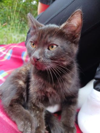 Süße 4 Katzenbabys abzugeben