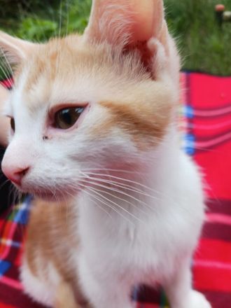 Süße 4 Katzenbabys abzugeben