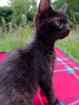 Süße 4 Katzenbabys abzugeben