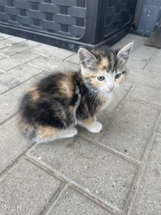 Kitten suchen noch ein Zuhause