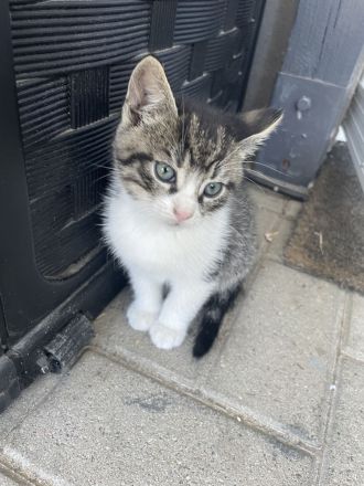 Kitten suchen noch ein Zuhause