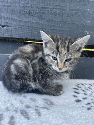 Kitten suchen noch ein Zuhause