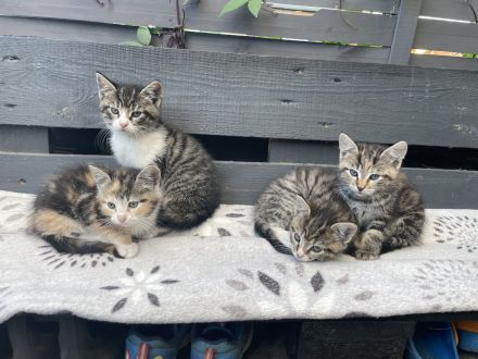 Kitten suchen noch ein Zuhause