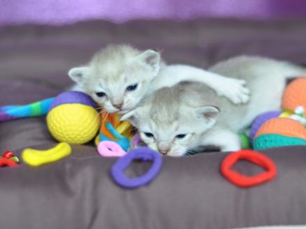 Singapurakitten, beste Linien, Liebeskatze, kleinste Katze