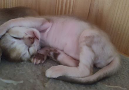 Singapurakitten, beste Linien, Liebeskatze, kleinste Katze