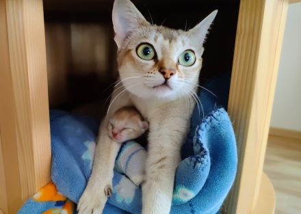 Singapurakitten, beste Linien, Liebeskatze, kleinste Katze