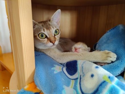 Singapurakitten, beste Linien, Liebeskatze, kleinste Katze