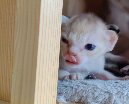 Singapurakitten, beste Linien, Liebeskatze, kleinste Katze