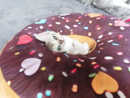 Singapurakitten, beste Linien, Liebeskatze, kleinste Katze