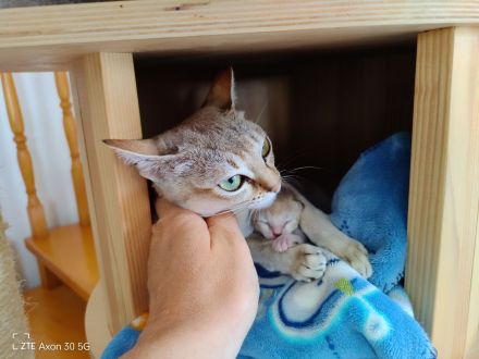 Singapurakitten, beste Linien, Liebeskatze, kleinste Katze