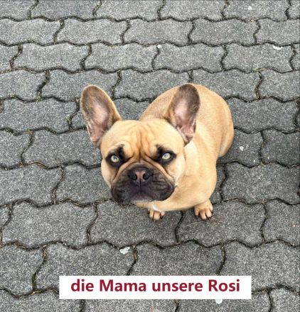 Reinrassige bezaubernde Französische Bulldoggen Welpen in seltenen superschönen Sonderfarben