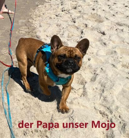 Reinrassige bezaubernde Französische Bulldoggen Welpen in seltenen superschönen Sonderfarben