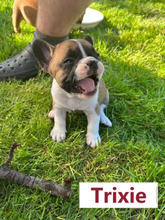 Reinrassige bezaubernde Französische Bulldoggen Welpen in seltenen superschönen Sonderfarben