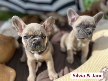 Reinrassige bezaubernde Französische Bulldoggen Welpen in seltenen superschönen Sonderfarben