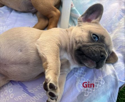 Reinrassige bezaubernde Französische Bulldoggen Welpen in seltenen superschönen Sonderfarben