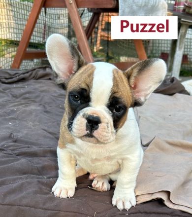 Reinrassige bezaubernde Französische Bulldoggen Welpen in seltenen superschönen Sonderfarben