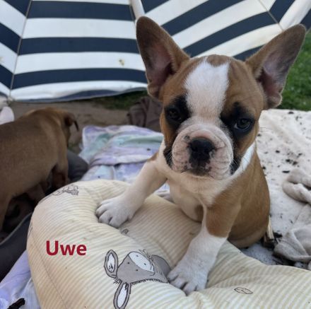 Reinrassige bezaubernde Französische Bulldoggen Welpen in seltenen superschönen Sonderfarben