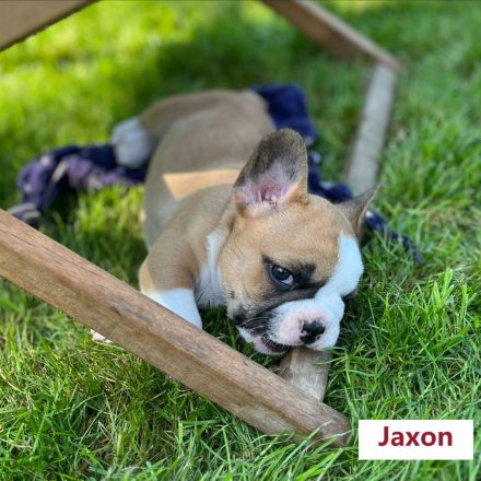 Reinrassige bezaubernde Französische Bulldoggen Welpen in seltenen superschönen Sonderfarben