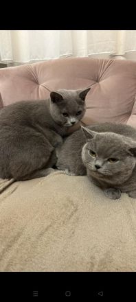 Britisch Kurz Haare Babys suche eine neue Familie