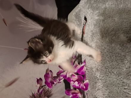 Main Coon Kitten (Sehr Liebevoll und Kuschelig)