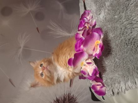 Main Coon Kitten (Sehr Liebevoll und Kuschelig)