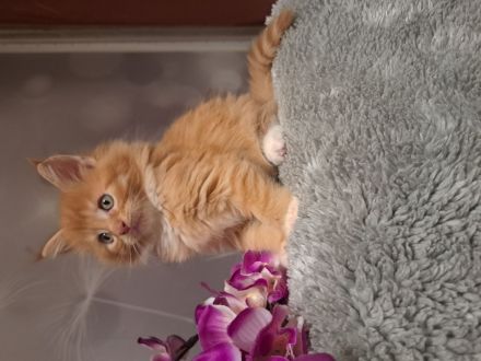 Main Coon Kitten (Sehr Liebevoll und Kuschelig)