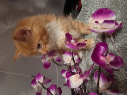 Main Coon Kitten (Sehr Liebevoll und Kuschelig)