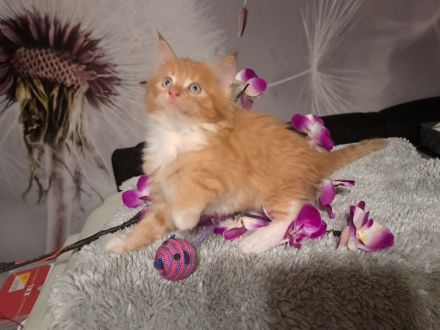 Main Coon Kitten (Sehr Liebevoll und Kuschelig)