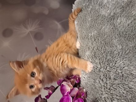 Main Coon Kitten (Sehr Liebevoll und Kuschelig)