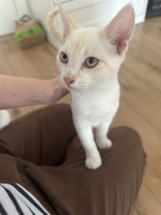 Baby Katzen auf der Suche nach Ihrem neuen zu Hause