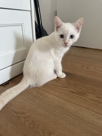 Baby Katzen auf der Suche nach Ihrem neuen zu Hause