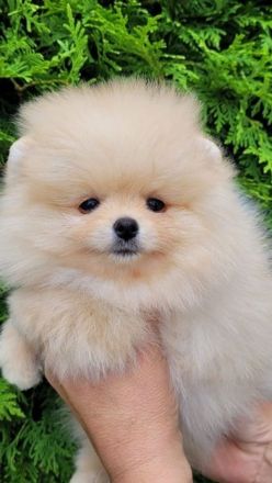 Pomeranian Zwergspitz Rüde abzugeben