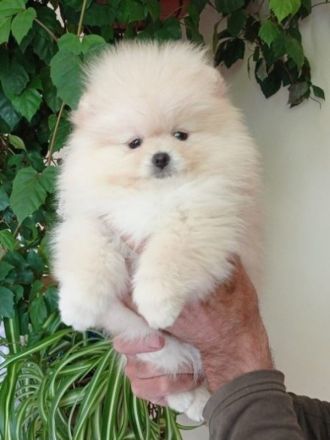 Pomeranian Zwergspitz Rüde abzugeben