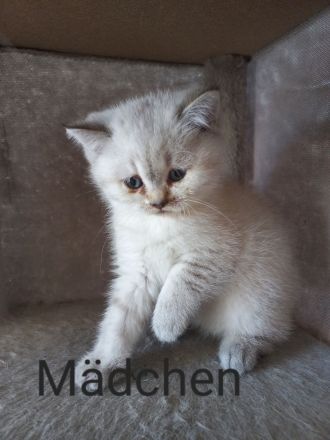 BKH Kätzchen