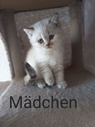 BKH Kätzchen