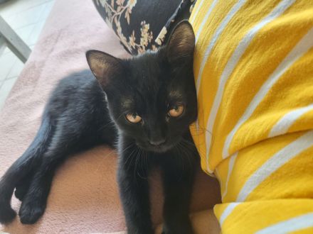 2 Katzen suchen drigend ein Zuhause