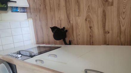 2 Katzen suchen drigend ein Zuhause