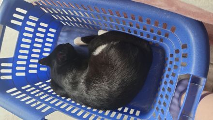 2 Katzen suchen drigend ein Zuhause