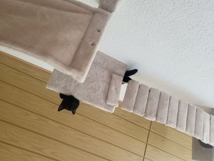 2 Katzen suchen drigend ein Zuhause