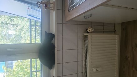 2 Katzen suchen drigend ein Zuhause