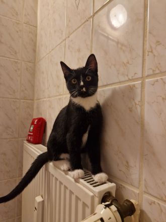 2 Katzen suchen drigend ein Zuhause