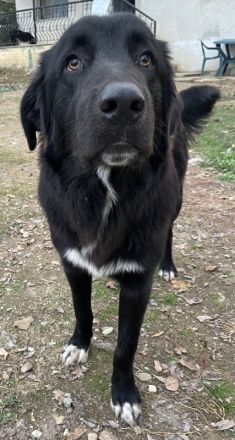 Avery, geb. ca. 01/2022, lebt in GRIECHENLAND, auf einem Gelände