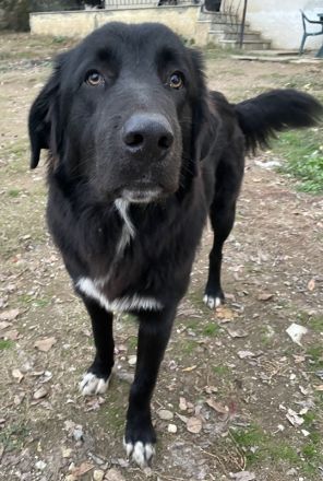 Avery, geb. ca. 01/2022, lebt in GRIECHENLAND, auf einem Gelände