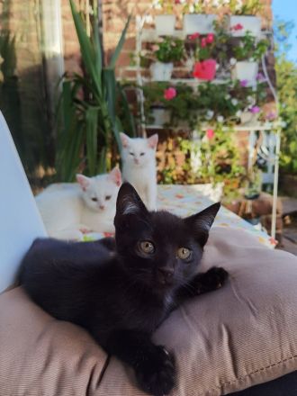 Süßes schwarzes Kitten in liebevolle Hände abzugeben