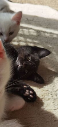 Süßes schwarzes Kitten in liebevolle Hände abzugeben